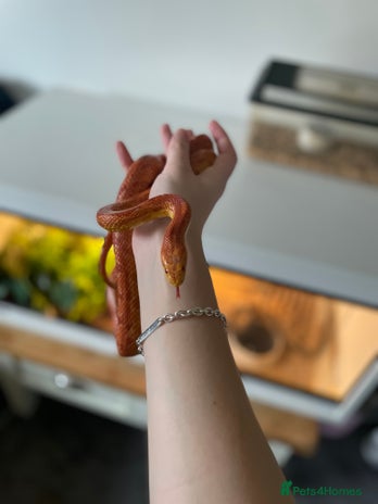 Corn Snake reptiles - Advert 2