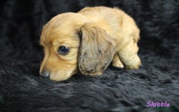Miniature Dachshund dogs for sale: KC PRA Clear Mini Longhair Daxies – Dapple - Advert 12