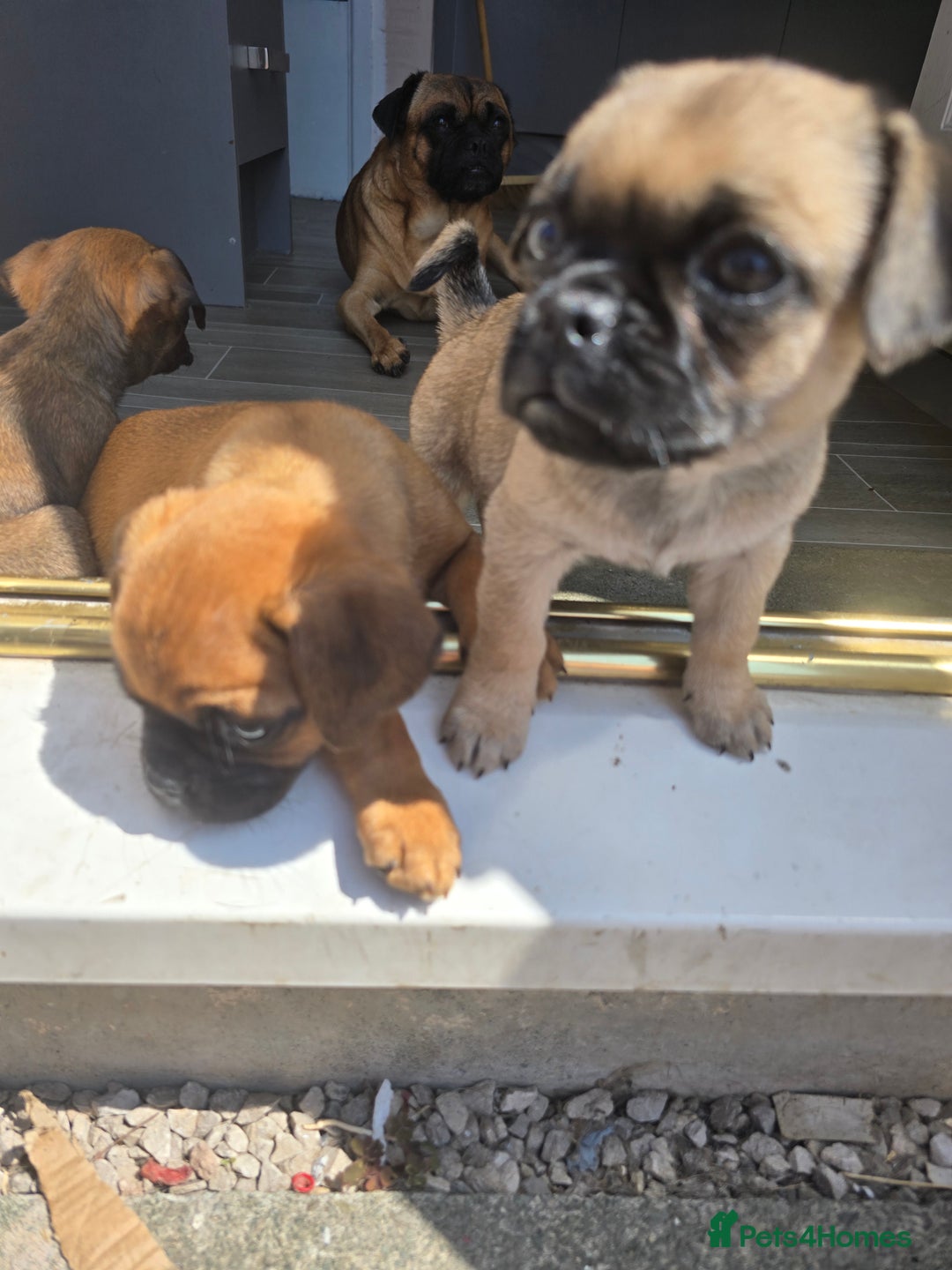 Puggle dogs for sale: Last female puppy left  - Image 4