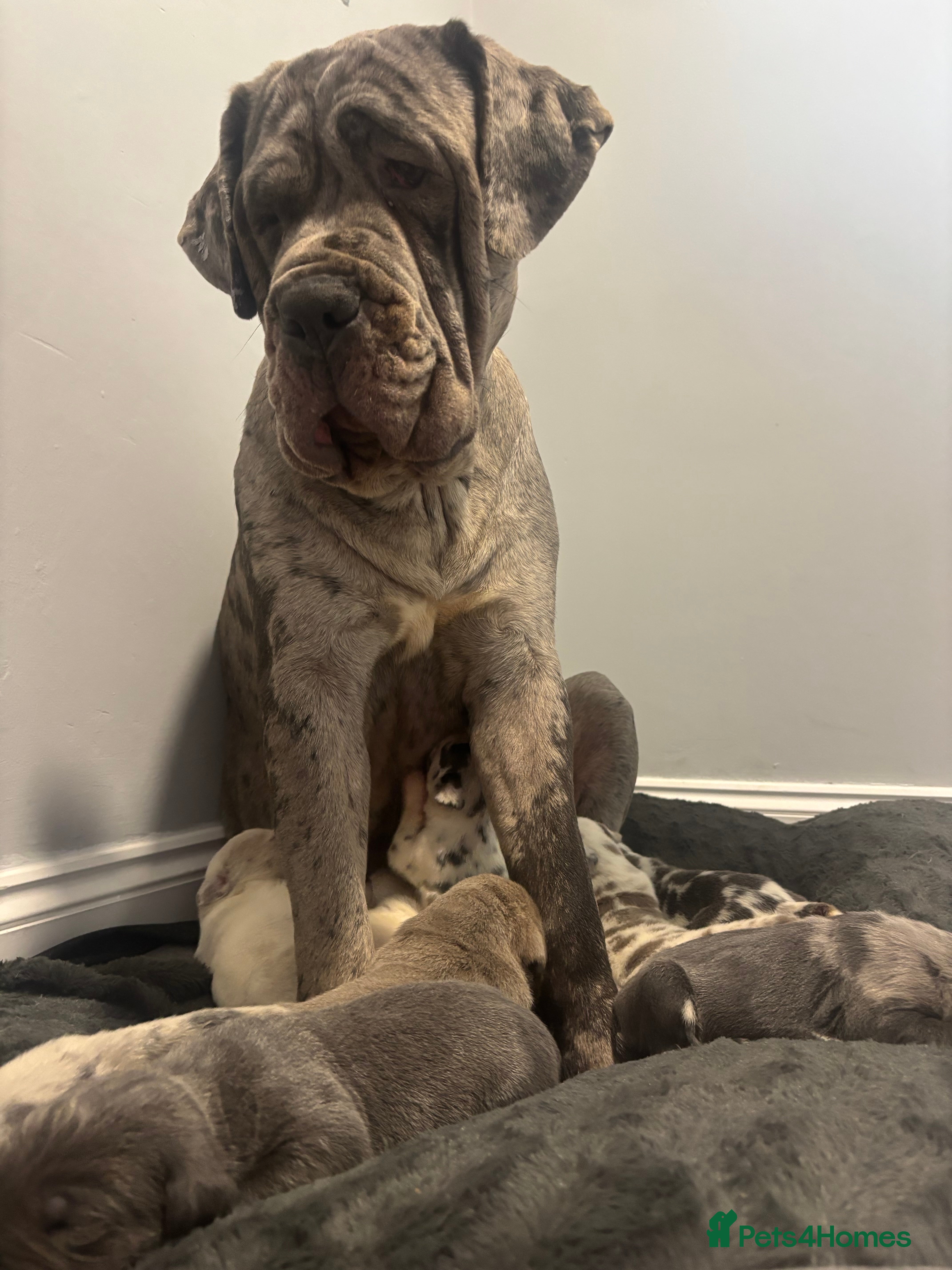 Neapolitan Mastiff dogs 💙 Neapolitan Mastiff Puppies champion bloodline💙 - Advert 1