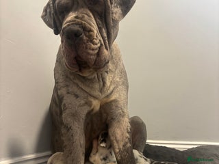 Neapolitan Mastiff dogs 💙 Neapolitan Mastiff Puppies champion bloodline💙 - Advert 1