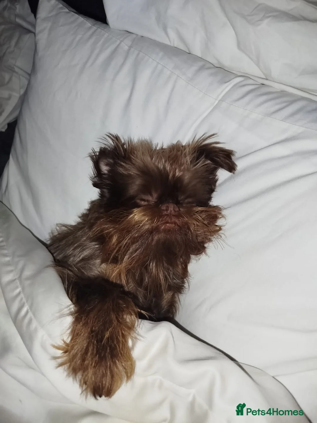 Griffon Bruxellois dogs for sale: Adorable chocolate boy - Advert 4