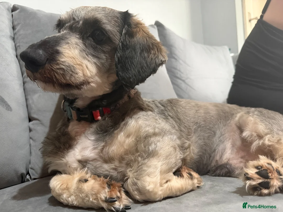 Dachshund dogs for sale: Puppies looking for their forever loving homes !  in Doncaster - Advert 9