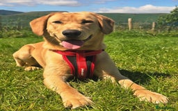 Labrador Retriever dogs for stud: Simba STUD ONLY  in Bradford - Image 2