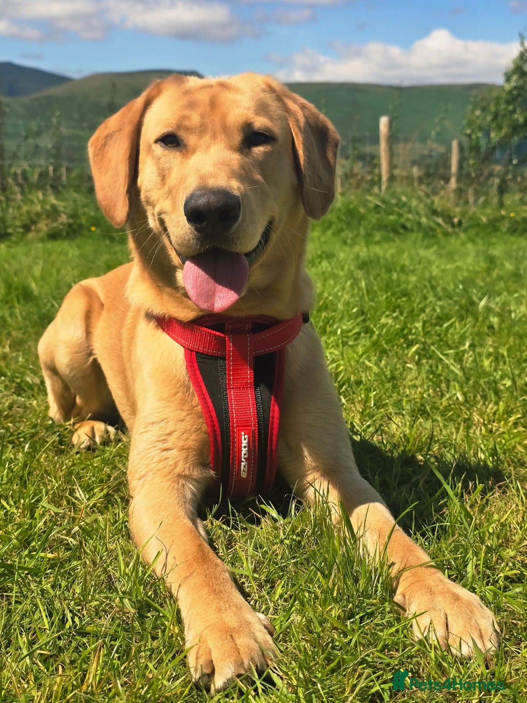 Labrador Retriever dogs for stud: Simba STUD ONLY  in Bradford - Image 2