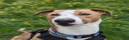 Lurcher dogs for adoption: Oz     in Cheltenham - Advert 1
