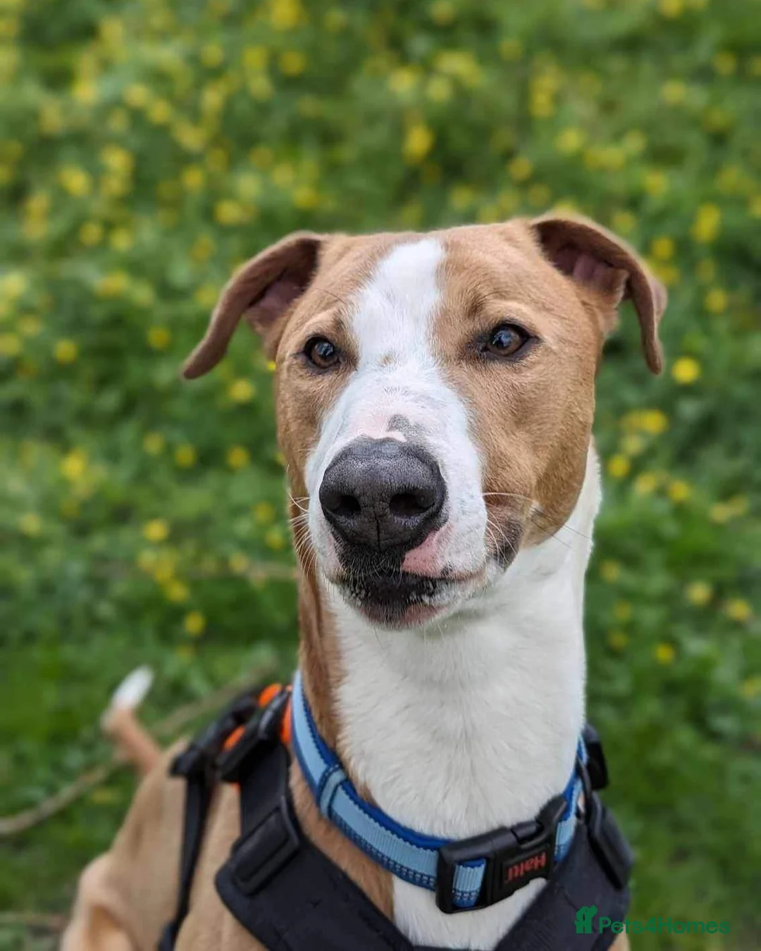 Lurcher dogs for adoption: Oz     in Cheltenham - Advert 1