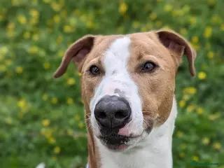 Lurcher dogs Oz in Cheltenham - Advert 2