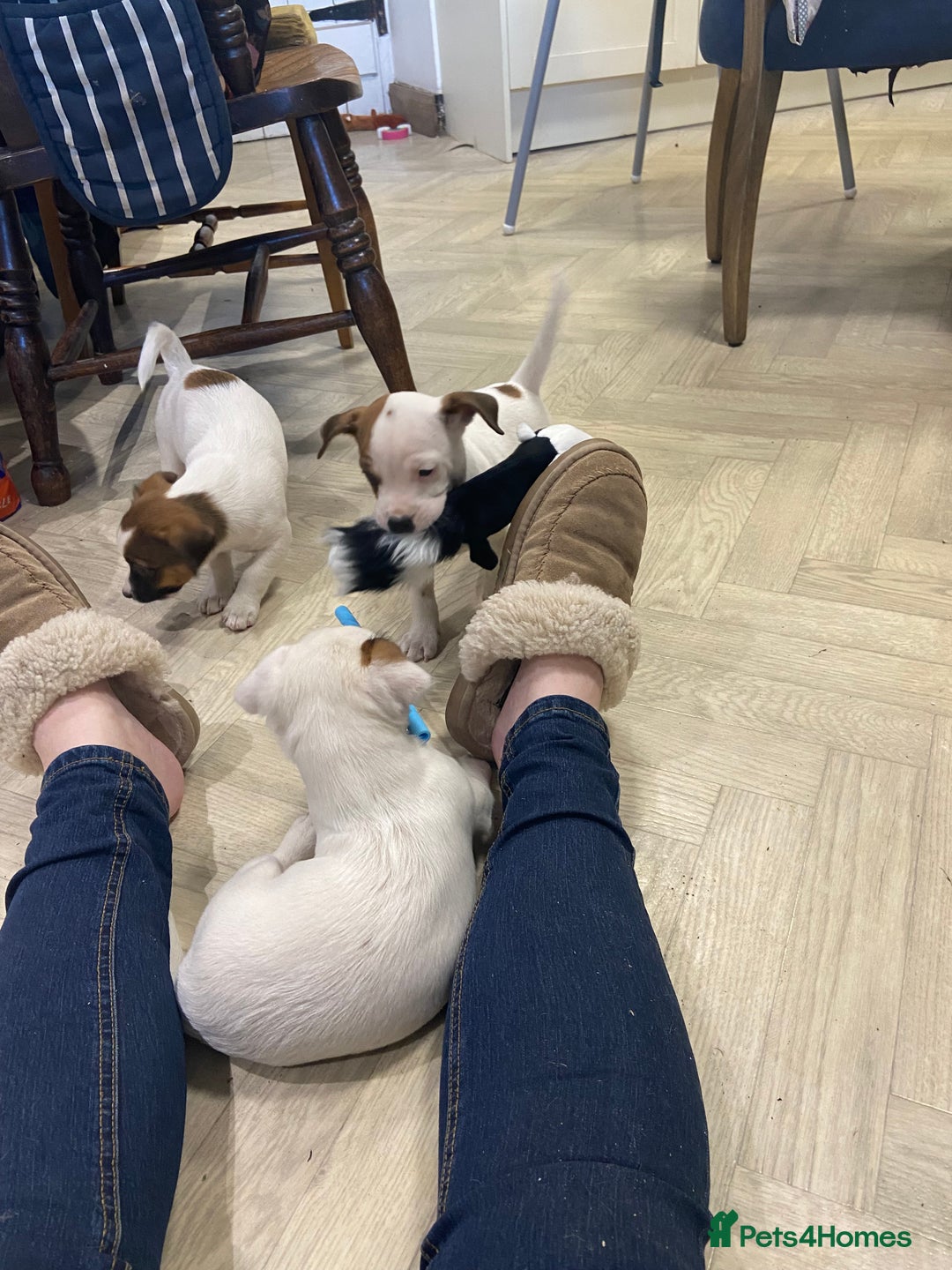 Jack Russell dogs for sale: Two girl puppies available  - Image 15