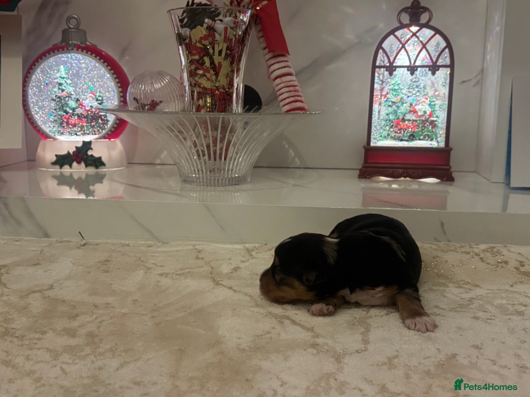 Yorkshire Terrier dogs for sale: Yorkshire terrier puppies  - Advert 7