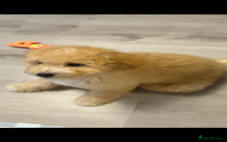 Cavapoochon dogs for sale: *REDUCED* last baby girlLeft  fully vaccinated  in Liverpool - Image 1