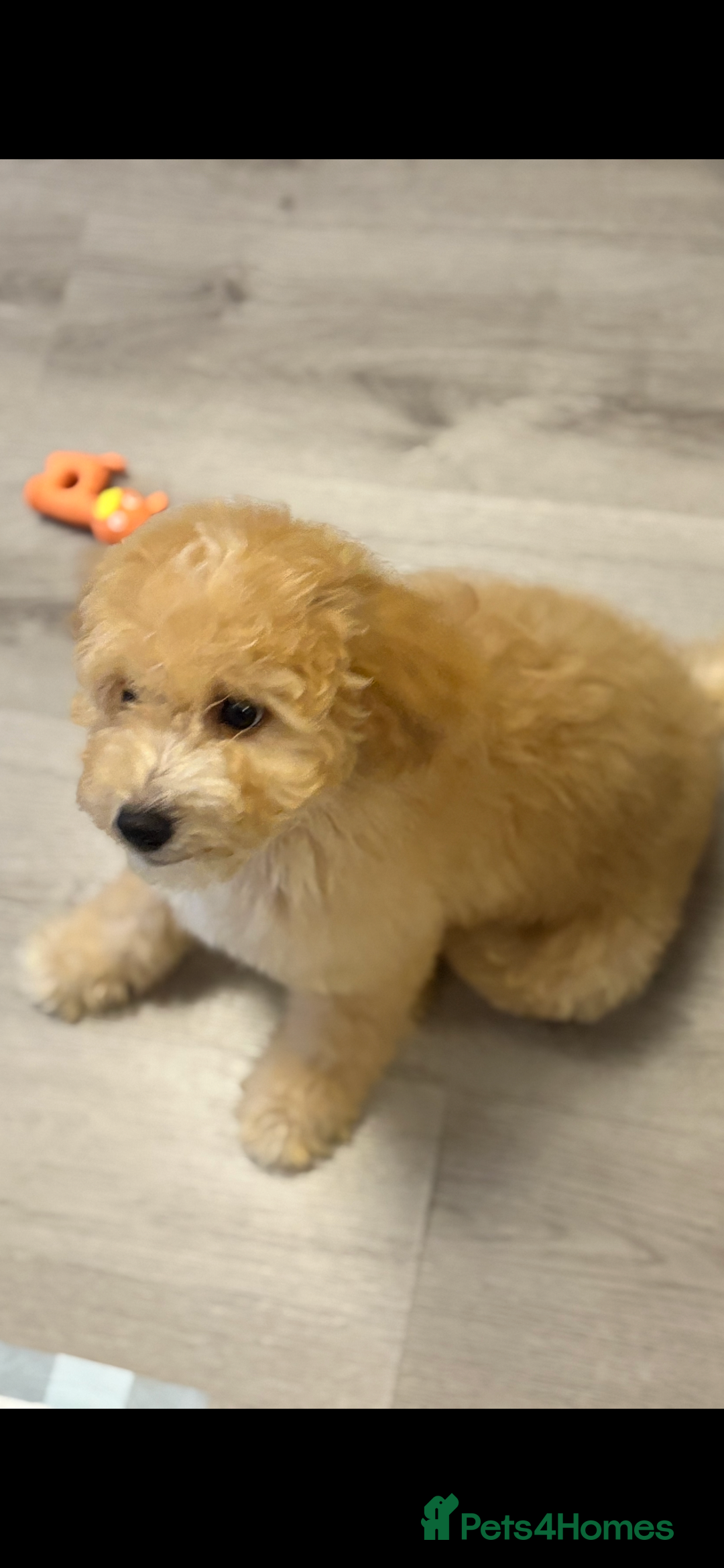 Cavapoochon dogs for sale: *REDUCED* last baby girlLeft  fully vaccinated  in Liverpool - Image 1