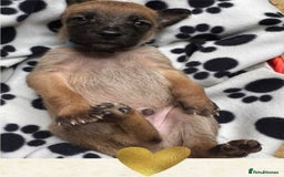 Belgian Shepherd Dog dogs for sale: Belgian Shepherd  - Image 3