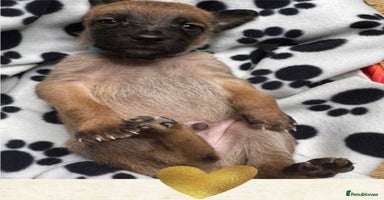 Belgian Shepherd Dog dogs - Advert 11