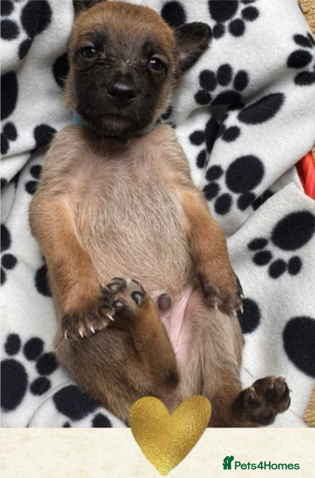 Belgian Shepherd Dog dogs for sale: Belgian Shepherd  - Image 3