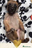 Belgian Shepherd Dog dogs - Advert 11