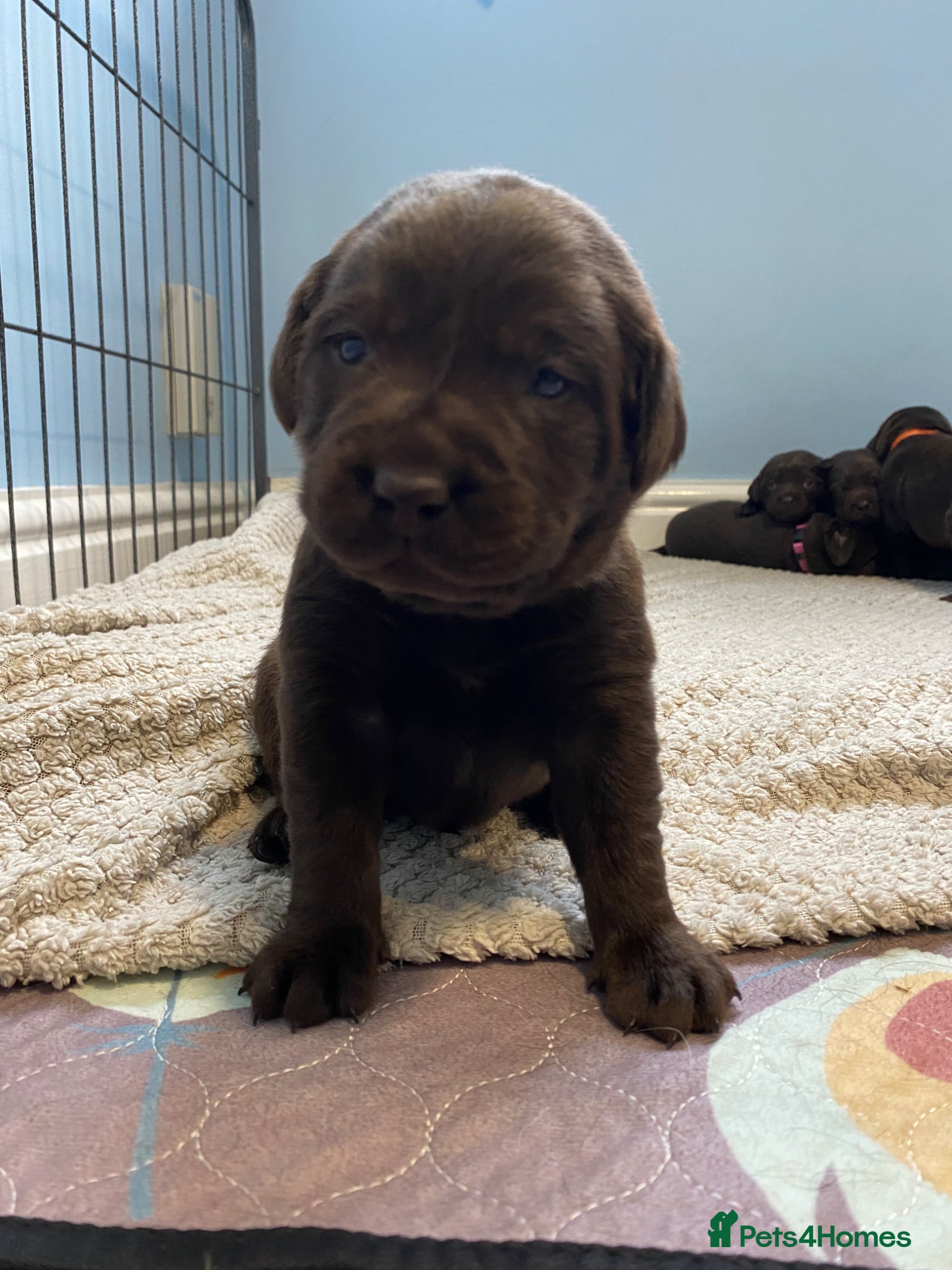 Labrador Retriever dogs KC Registered Chocolate Labrador Puppies - Advert 15