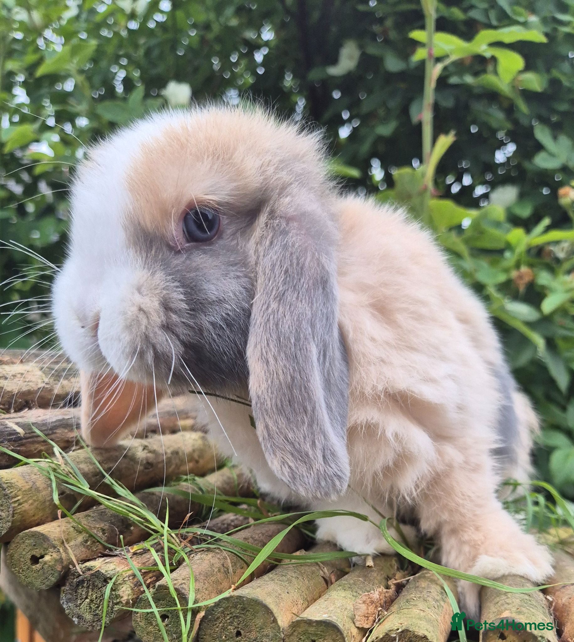 Mini Lop rabbits Mini lop baby girl, ready now  - Advert 18