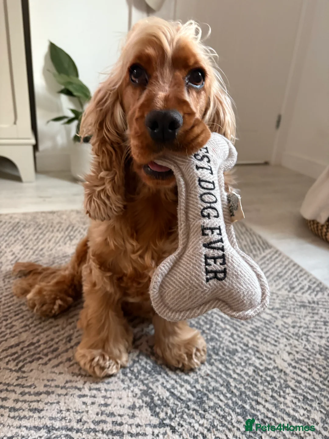 Cocker Spaniel dogs for sale: Show type cocker spaniels - Advert 2