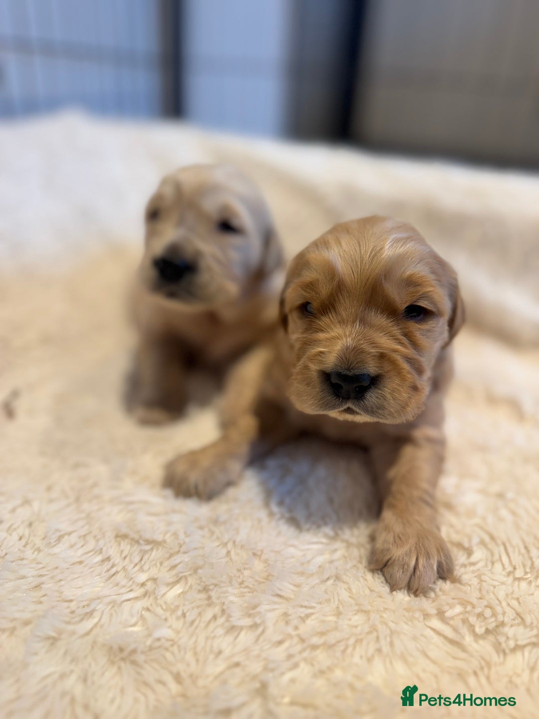 Golden Retriever dogs for sale: Gorgeous KC Golden retrievers  - Advert 15