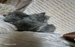 Ragdoll cats for sale: Ragdoll kittens  - Image 20