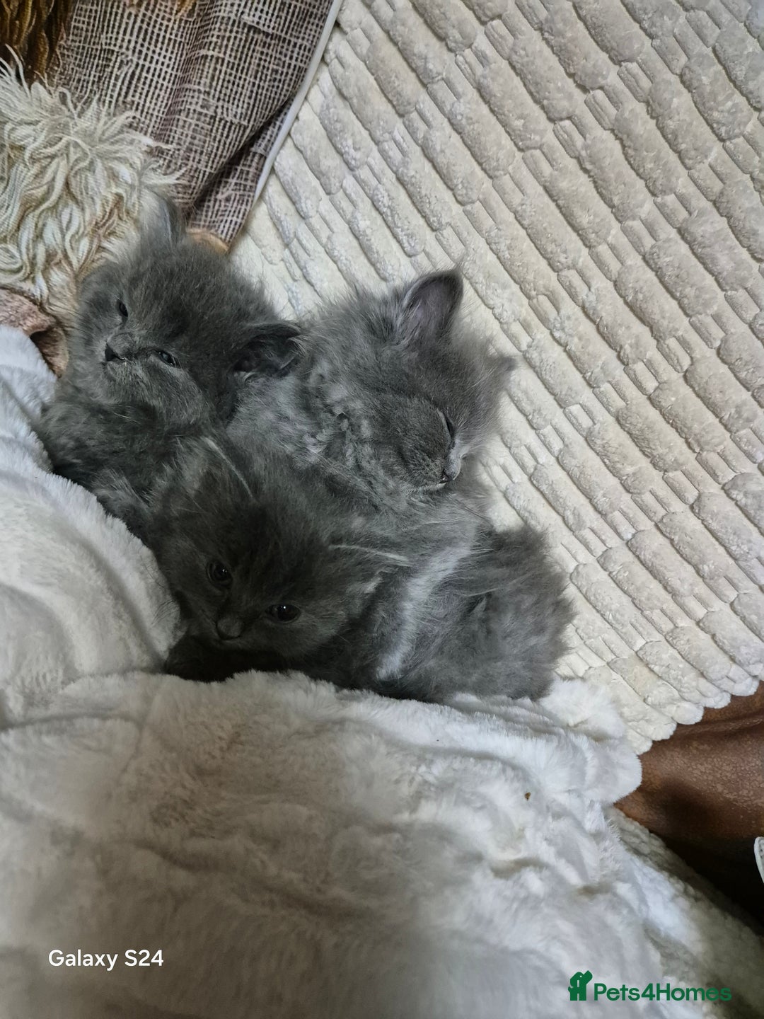 Ragdoll cats for sale: Ragdoll kittens  - Image 20