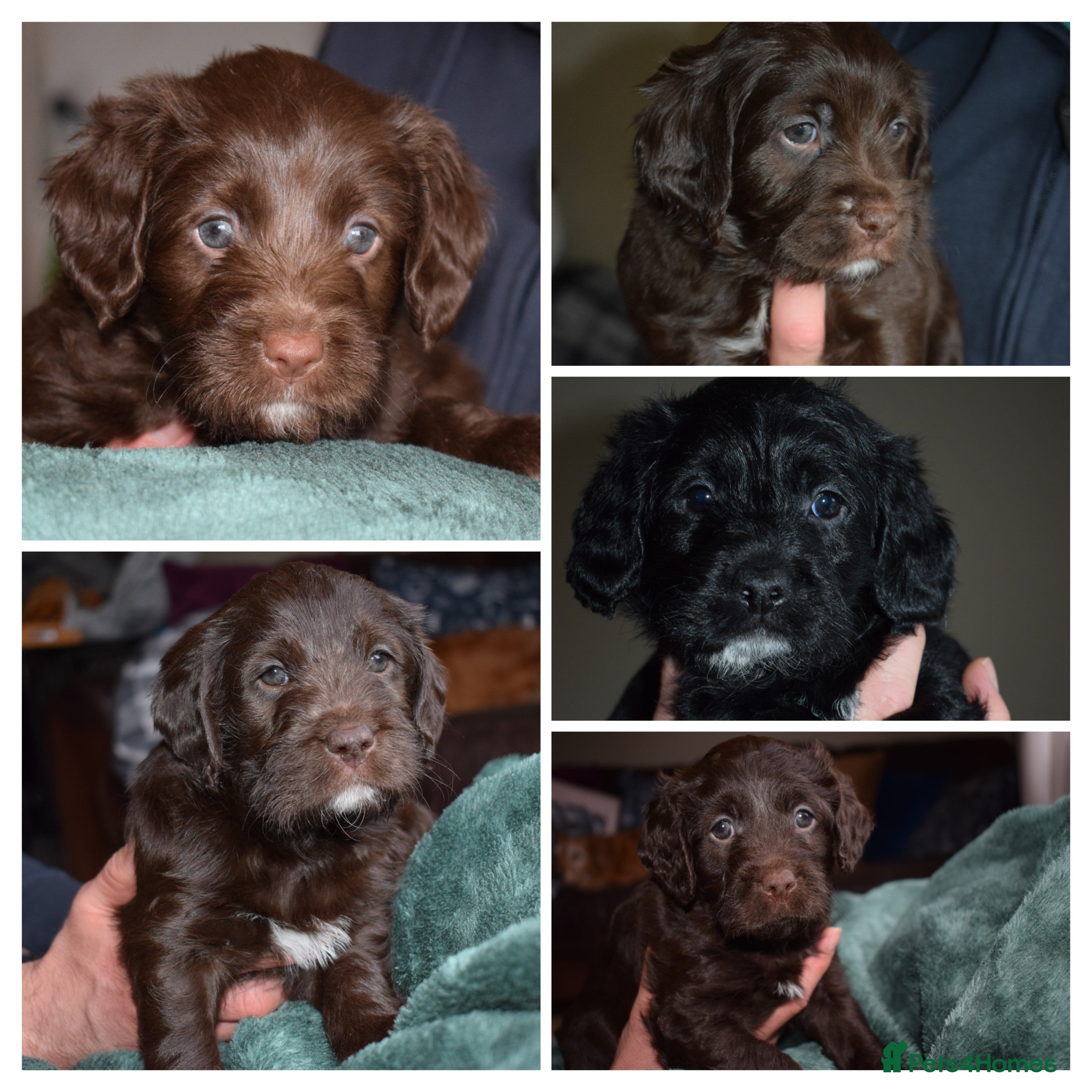 Mixed Breed dogs ✨DNA-Clear Aussie Labradoodles✨ - Advert 1