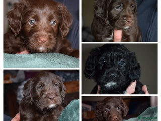 Mixed Breed dogs ✨DNA-Clear Aussie Labradoodles✨ - Advert 3
