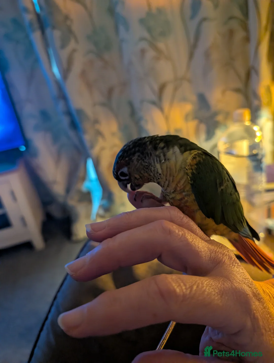 Conures birds for sale: Female pineapple conure - Advert 6