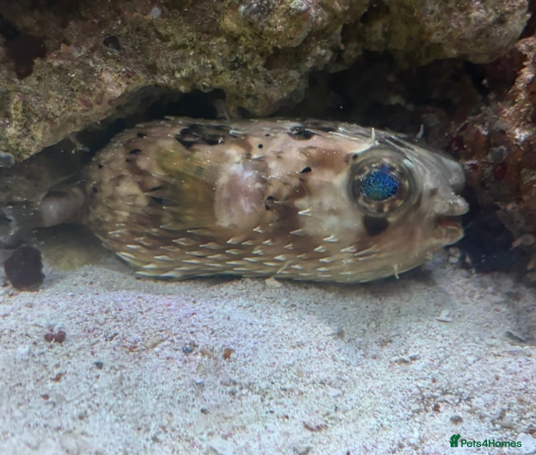 Pufferfish fish for sale: Porcupine puffer fish - Advert 2