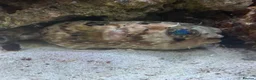 Pufferfish fish for sale: Porcupine puffer fish - Advert 2