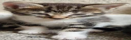 Mixed Breed cats for sale: Beautiful strikingly marked kittens  - Advert 3