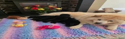 Mixed Breed dogs for sale: Gorgeous Chowador puppies. Chow x Lab - Advert 9