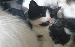 Mixed Breed cats for sale: Beautiful Littter of 4 kittens - Image 3