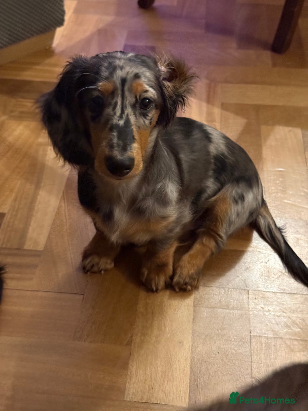 Dachshund dogs for sale: Hector and Ariana  - Advert 6