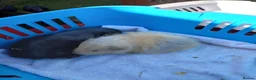 Guinea Pig rodents for sale: Baby swiss boys  - Advert 3