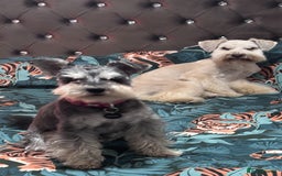 Miniature Schnauzer dogs for sale: Black and silver boy  - Image 5