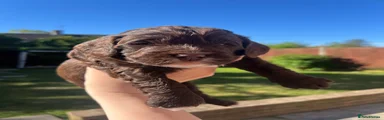 Cockapoo Puppy 3