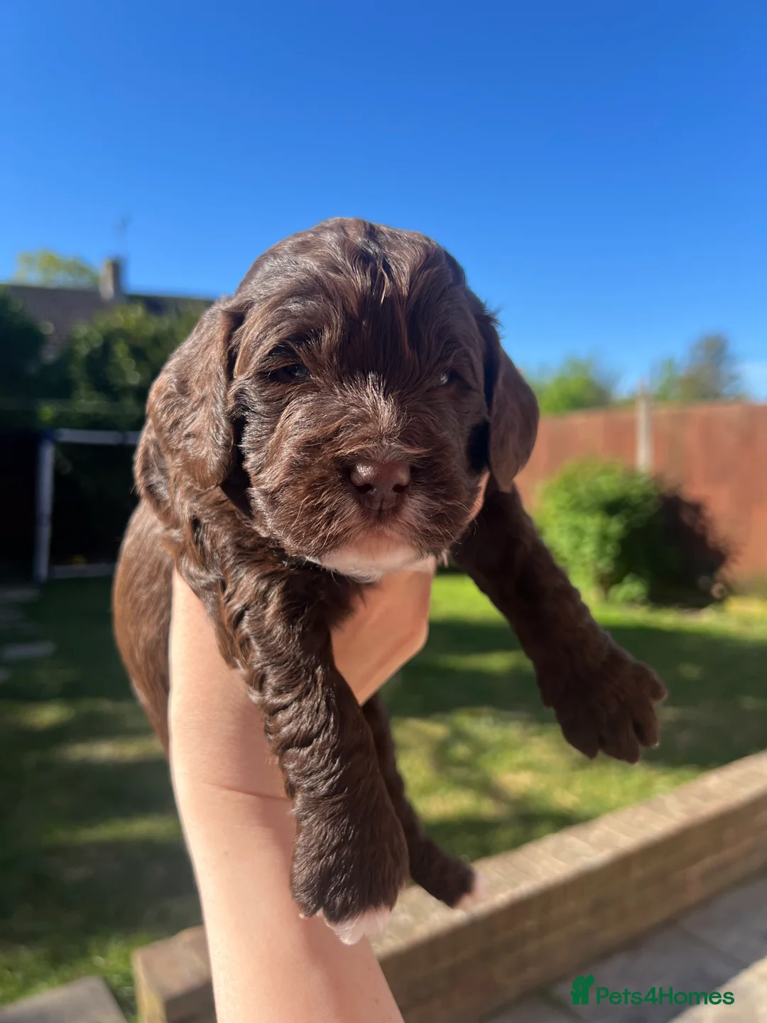 Cockapoo dogs for sale: F1 cockapoo boys  - Advert 2