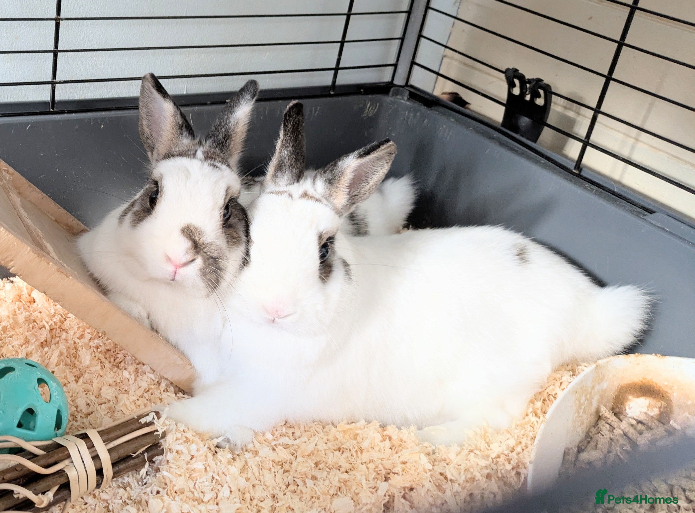 Netherland Dwarf rabbits Netherland dwarf rabbits  - Advert 1