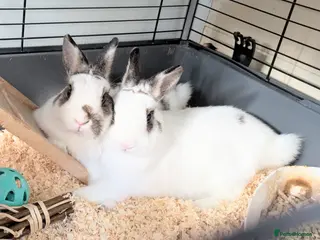 Netherland Dwarf rabbits Netherland dwarf rabbits - Advert 1