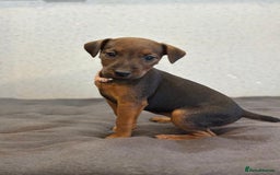 Lakeland Terrier dogs for sale: Working type Lakeland terrier’s puppies  - Image 5