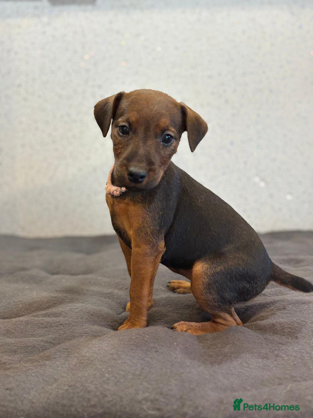 Lakeland Terrier dogs for sale: Working type Lakeland terrier’s puppies  - Image 5