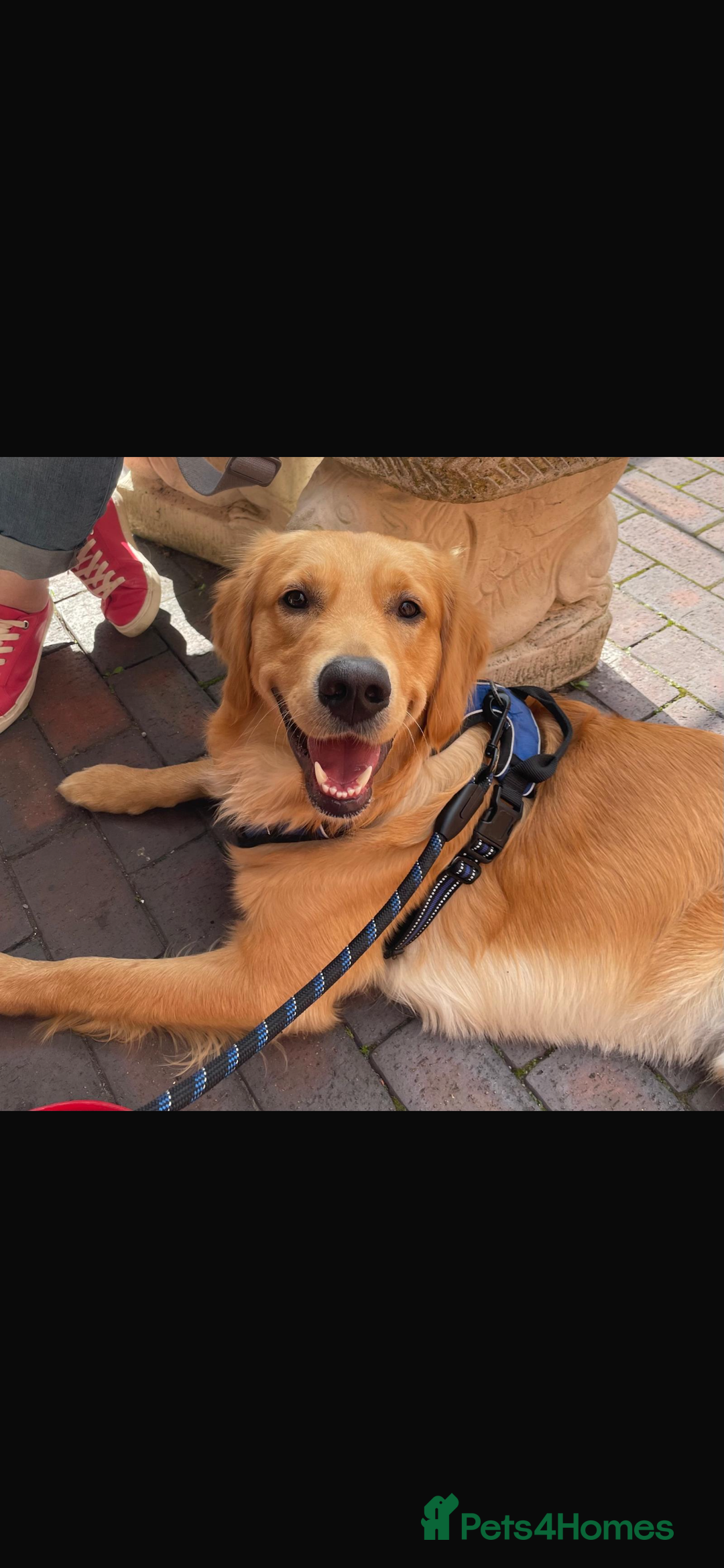 Golden Retriever dogs for sale: Alife  - Advert 1