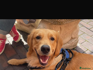 Golden Retriever dogs Alife - Advert 6