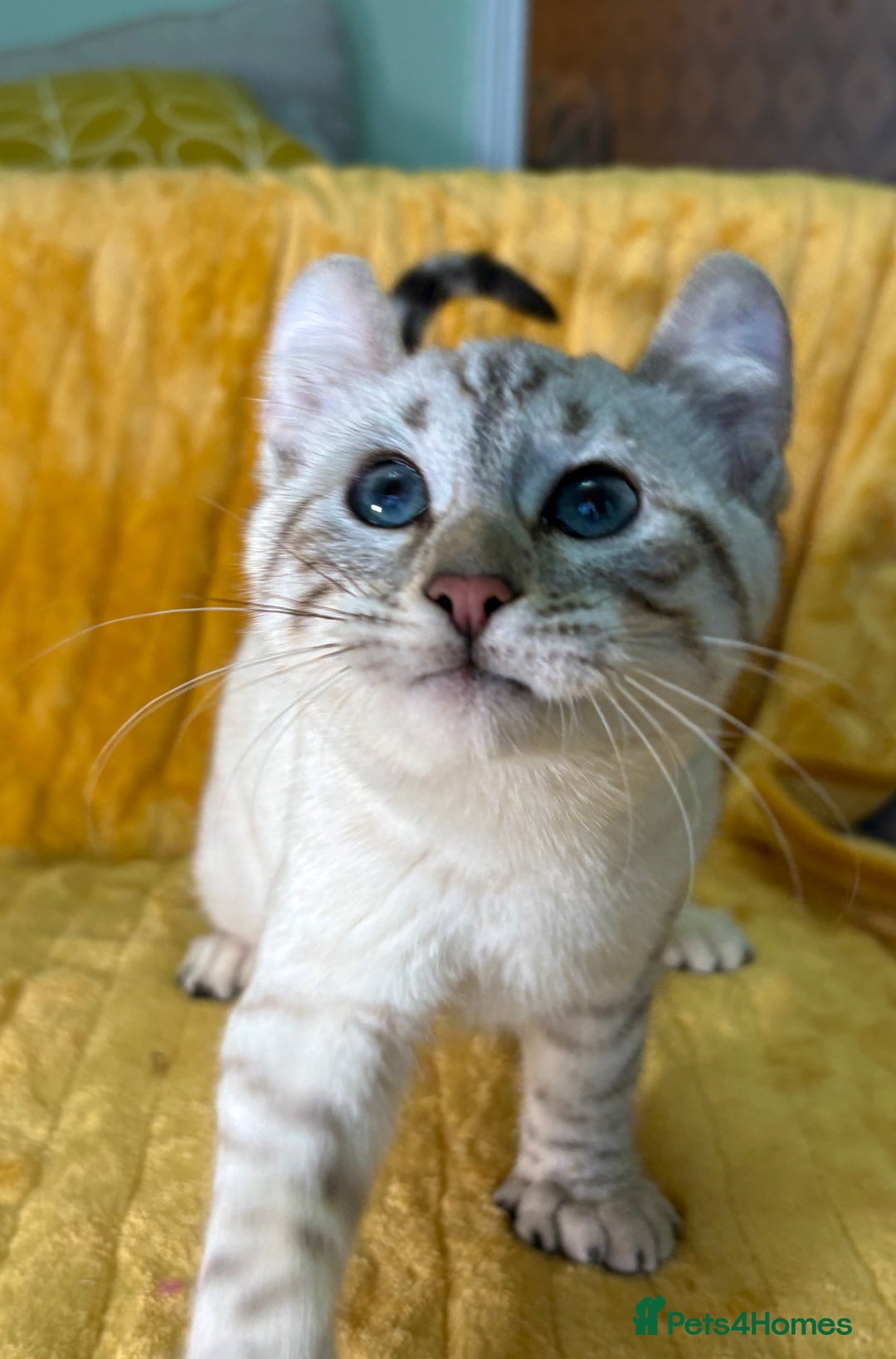 Keetso cats for sale: Superb polydactyl curled eared girl - Advert 8