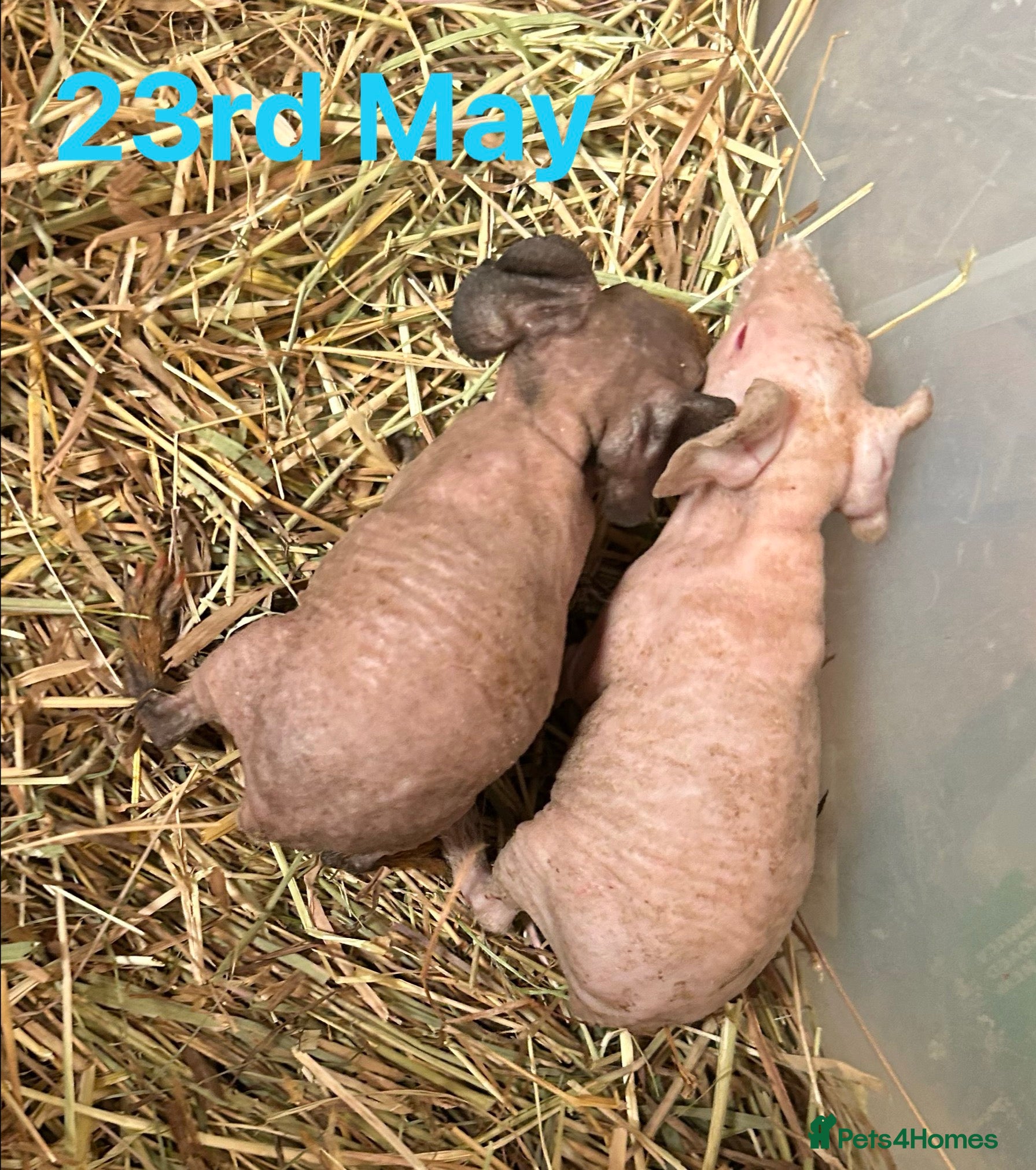 Guinea Pig rodents Skinny Pig Boars. - Advert 10