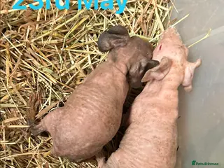 Guinea Pig rodents Skinny Pig Boars. - Advert 17