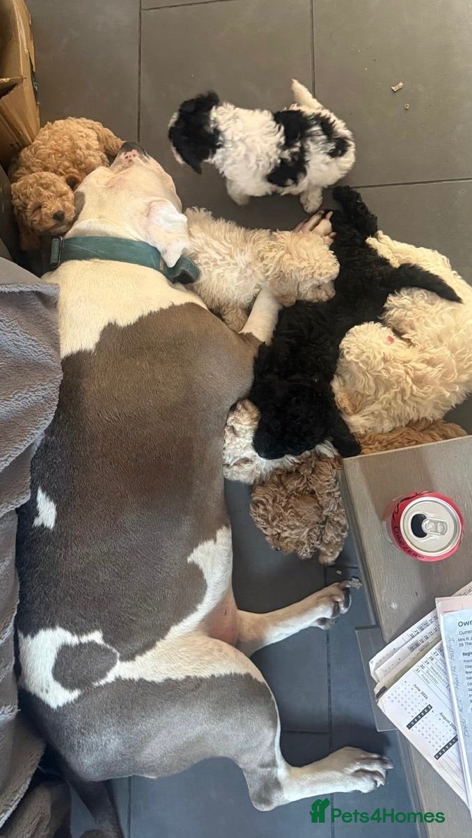 Toy Poodle dogs Poodle puppies from health tested parents  - Advert 2