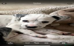 Mixed Breed dogs for sale:  Dalmaspoodles! Dalmation X springer/poodle pups - Image 16